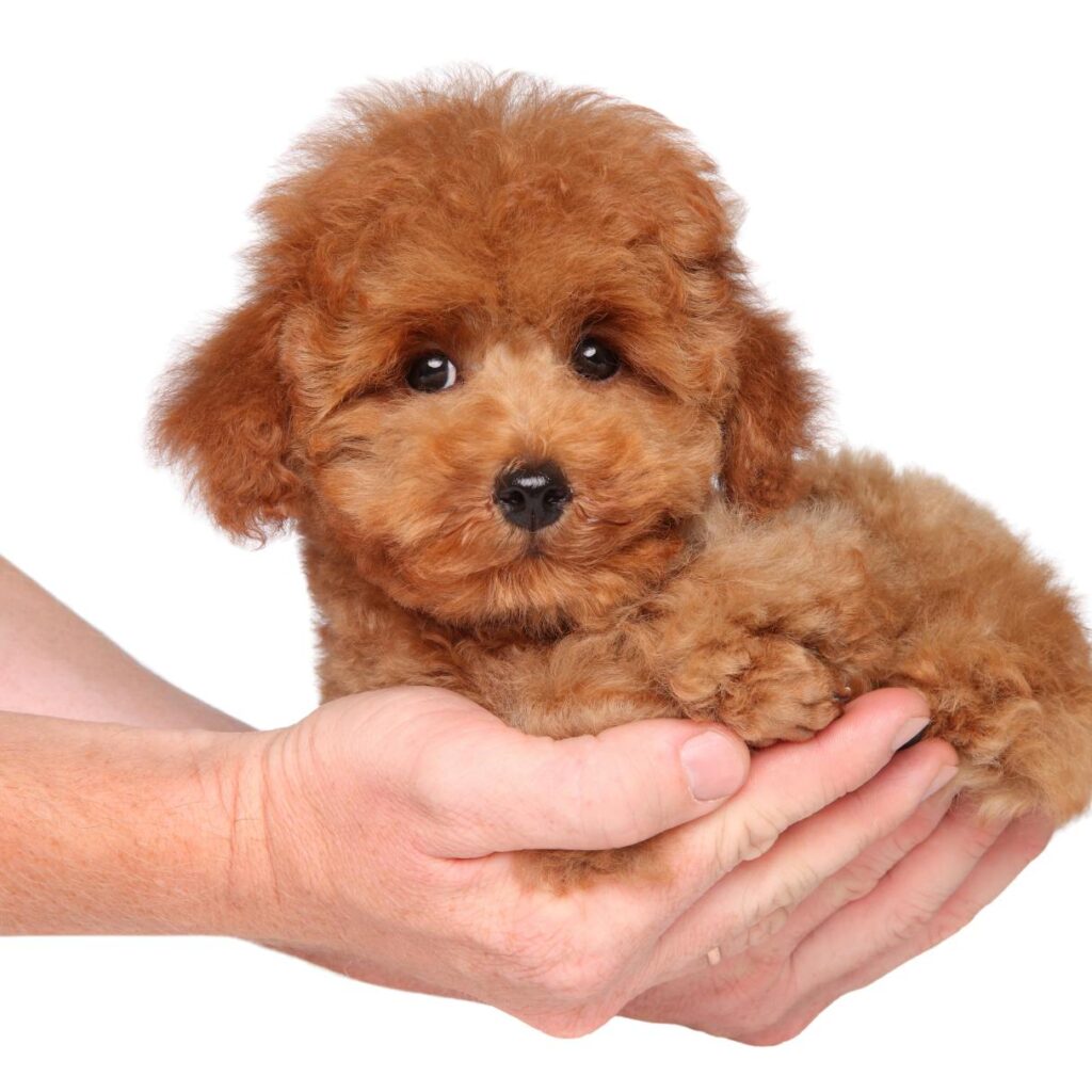 Barboncini: Come Scegliere l’Allevamento?