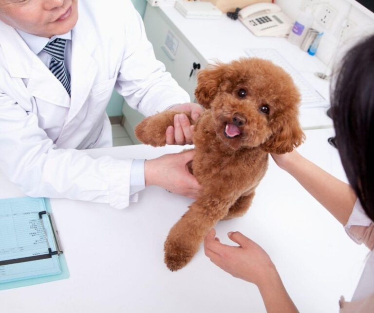 VETERINARI: LA SALUTE SOLO NELLE MANI GIUSTE ?