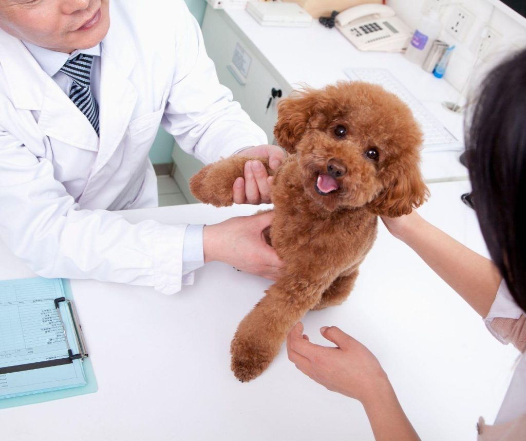 VETERINARI: LA SALUTE SOLO NELLE MANI GIUSTE ?